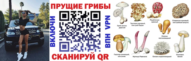 Галлюциногенные грибы Psilocybe  Зерноград 